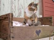 Decorando cajas fruta