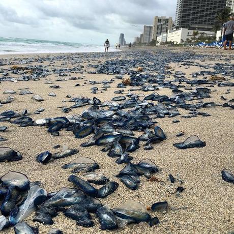 Miles de medusas colman una playa de la Florida, pintando la orilla de azul