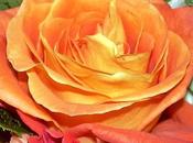 Singnificado rosas naranjas