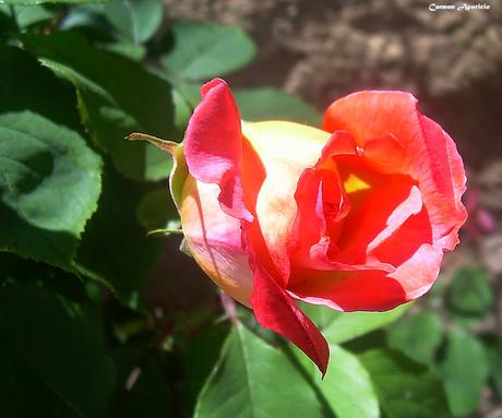 SINGNIFICADO DE LAS ROSAS NARANJAS