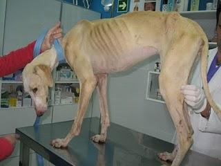 GALGA OLIVIA MUY URGENTE !!!