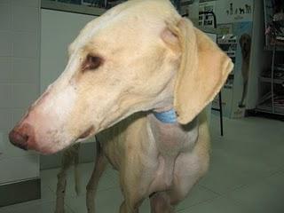 GALGA OLIVIA MUY URGENTE !!!