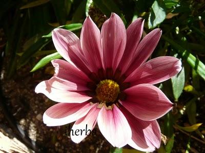 Gazania