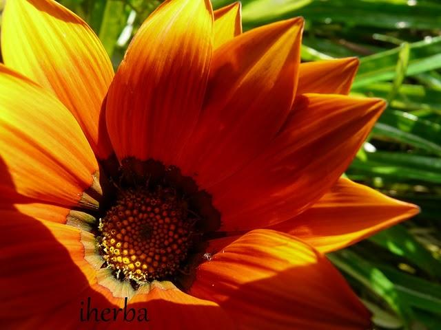 Gazania