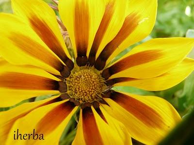 Gazania