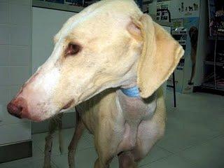 Olivia, Galga en Ciudad Real... otro esqueleto viviente rescatado