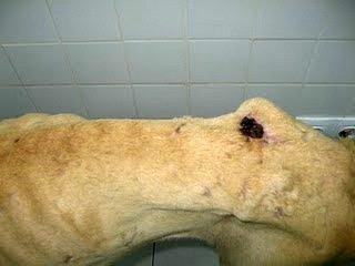 Olivia, Galga en Ciudad Real... otro esqueleto viviente rescatado