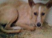 urgente está ATERRADA (perrera Hellin)