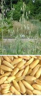 Avena cura cicatriz antidepresivo,relajante,colesterol