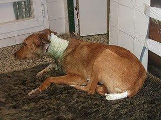 Novedades de amigo, doble intento de ahorcamiento