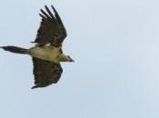 ejemplares quebrantahuesos liberados este encuentran bien