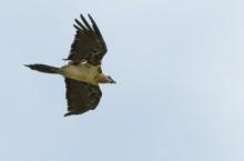 Los ejemplares de quebrantahuesos liberados este año se encuentran bien