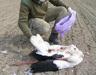 La Cigüeña blanca - White Stork (Ciconia ciconia)
