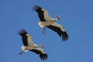 La Cigüeña blanca - White Stork (Ciconia ciconia)
