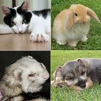 Defensores de animales piden que no se regalen mascotas