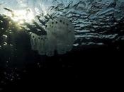 Hábitats Peligro Pelágicos