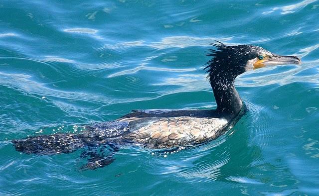CORMORÁN GRANDE-PHALACROCORAX CARBO-GREAT CORMORANT