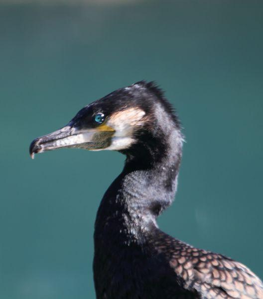 CORMORÁN GRANDE-PHALACROCORAX CARBO-GREAT CORMORANT