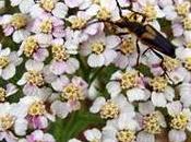 Milenrama cura gastritis,ictericia ,presion arterial,asma,lombrices