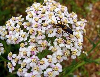 Milenrama cura gastritis,ictericia ,presion arterial,asma,lombrices