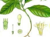 Ipecacuana combate bronquitis,catarro pulmonar,antiespasmodico