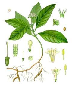 Ipecacuana combate bronquitis,catarro pulmonar,antiespasmodico