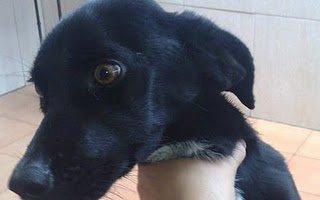 Teo, rescatado con la mandíbula rota, todo huesos y miedo(Murcia) Acogida