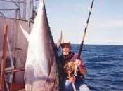 Atún rojo, peligro extinción