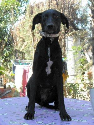 PERDIDA EN SAN LUCAR (CADIZ) ES MUY URGENTE!!!