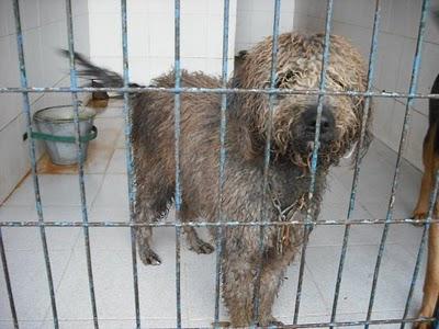 Karen, perrita de agua en adopción.