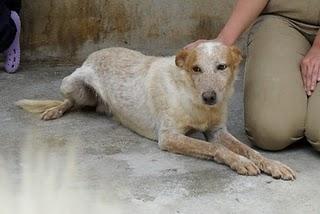 ROSS - PERDIDO EN GAVA perro mediano (BARCELONA)