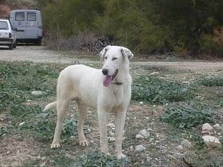 Buen guardian y cariñoso con la familia.