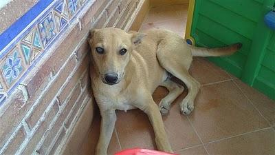 ROMEO, ciego de un ojo (solo tiene 8 meses). Murcia.