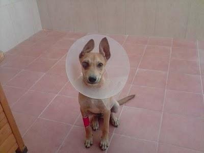 ROMEO, ciego de un ojo (solo tiene 8 meses). Murcia.