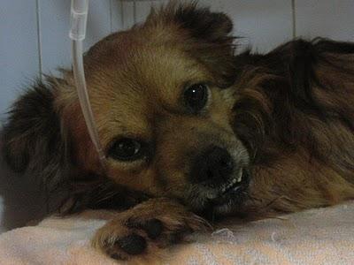 KIWI X PEQUINES ATROPELLADO