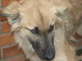 ZUL.MUERTO DE MIEDO Y SIN ESPERANZA EN LA PERRERA DE LA RIOJA