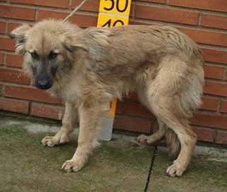 ZUL.MUERTO DE MIEDO Y SIN ESPERANZA EN LA PERRERA DE LA RIOJA