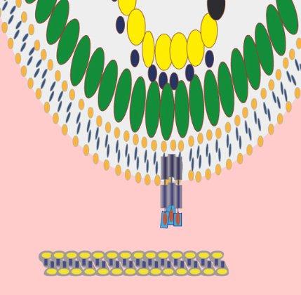 Diseñan un farmaco capaz de frenar la entrada del VIH en las celulas