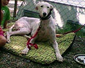 Perdido ZAR, galgo blanco, en Terrassa el 23-12-2010!!! BARCELONA.