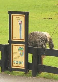 Concurso fotográfico “Fauna simpática y curiosa” de Tafe Publicidad (vol.2)