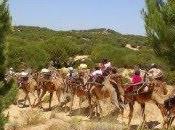 Paseo dromedario entre pinares dunas