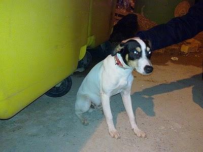 Sevilla cachorro de cinco meses bodeguero abandonado en los contenedores