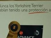Nuevo alimento para Yorkshire Terrier adultos