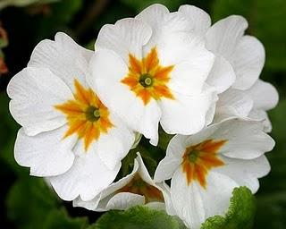 f e l i z d o m i n g o * h a p p y s u n d a y