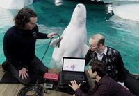 Un nuevo sistema para “entender” el lenguaje de los cetáceos