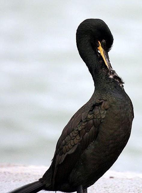 CORMORÁN MOÑUDO-PHALACROCORAX ARISTOTELIS-SHAG