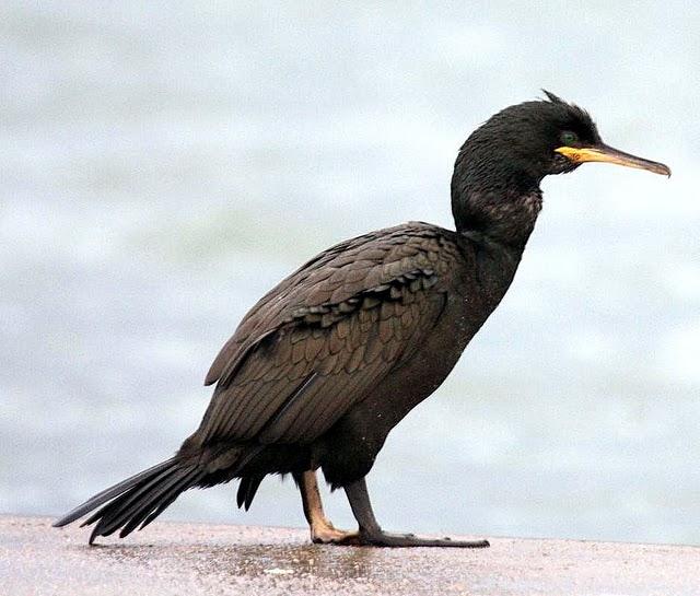 CORMORÁN MOÑUDO-PHALACROCORAX ARISTOTELIS-SHAG