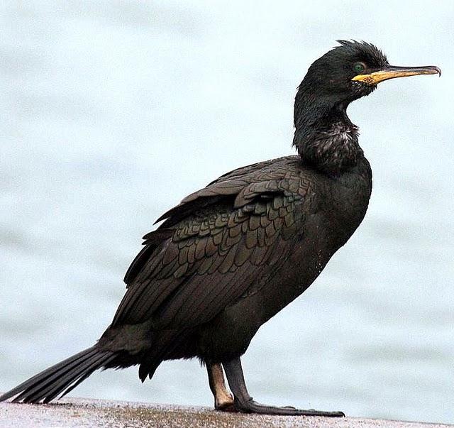 CORMORÁN MOÑUDO-PHALACROCORAX ARISTOTELIS-SHAG