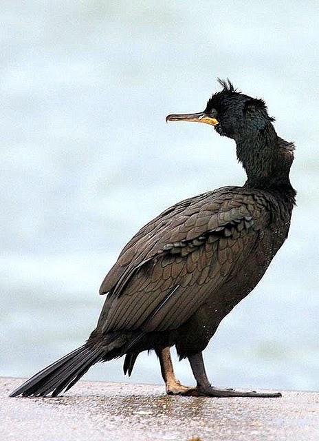 CORMORÁN MOÑUDO-PHALACROCORAX ARISTOTELIS-SHAG