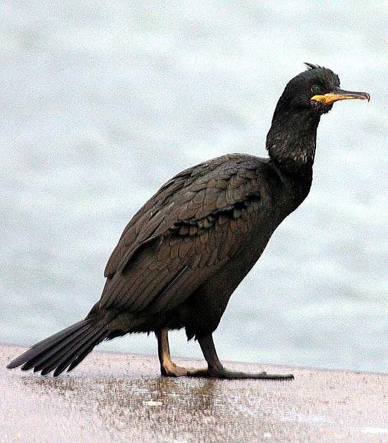 CORMORÁN MOÑUDO-PHALACROCORAX ARISTOTELIS-SHAG